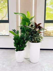 宁波杭州湾植物租赁公司